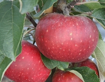 Æblebusk 'Ingrid Marie'
